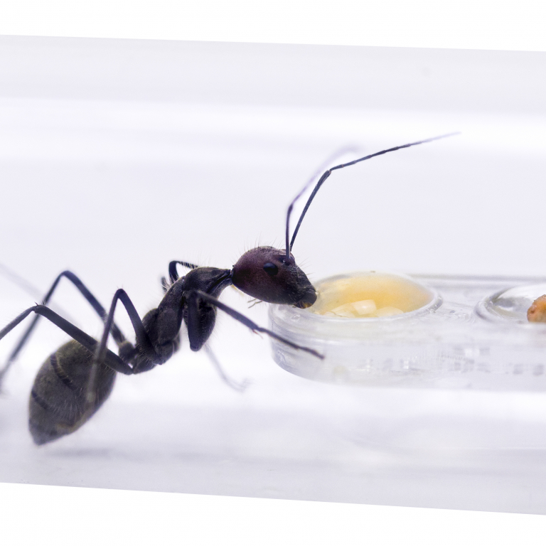 Feeding bowl for nesting tubes 10 pcs.